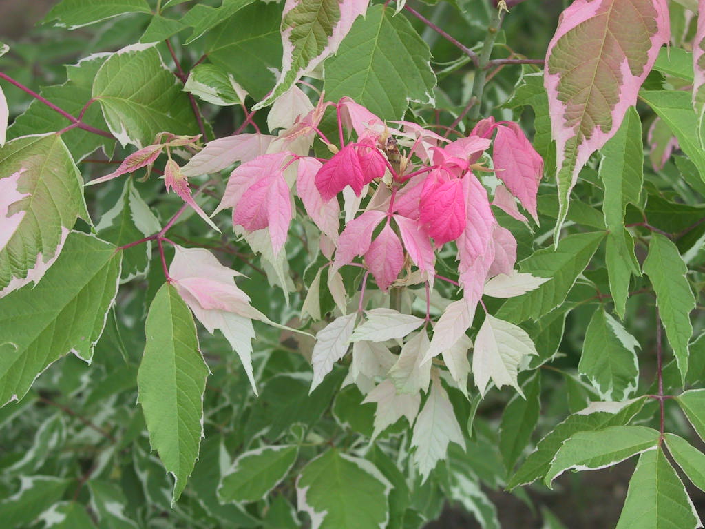 Acer negundo Flamingo Triebspitzen.jpg